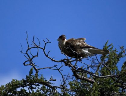 Южная Каракара (Southern Caracara) на вершине дерева на обочине.
