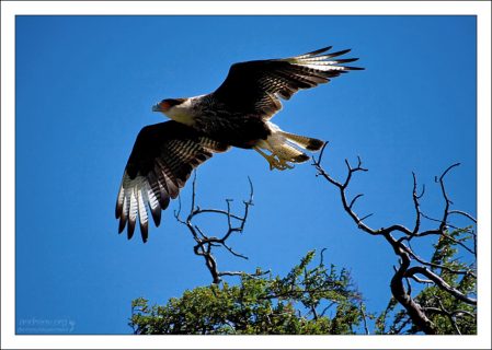 Южная Каракара в полете (Caracara plancus).