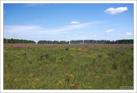 Цветущие луга по обочинам трассы M6.