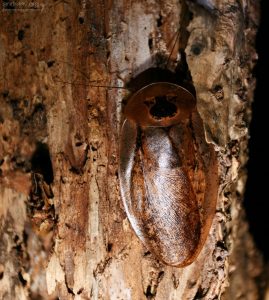 Огромный, размером с ладонь, летающий таракан, с интересным рисунком на голове.