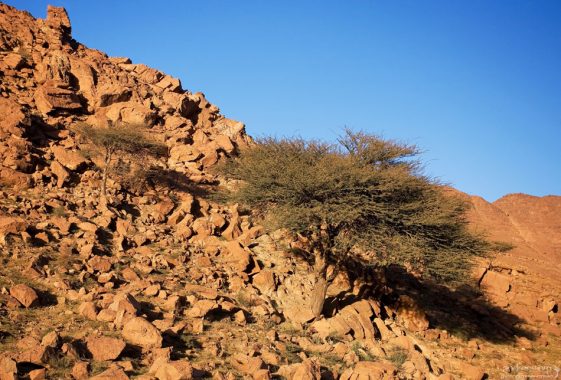 Акации в горах. Анти-Атлас.