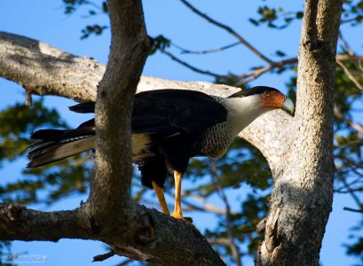 Каракара с разбухшим зобом. Зоб указывает на то, что недавно птица очень плотно поела.
