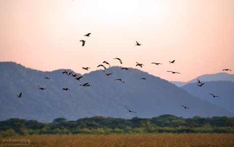 Летят утки... Национальный парк Palo Verde.