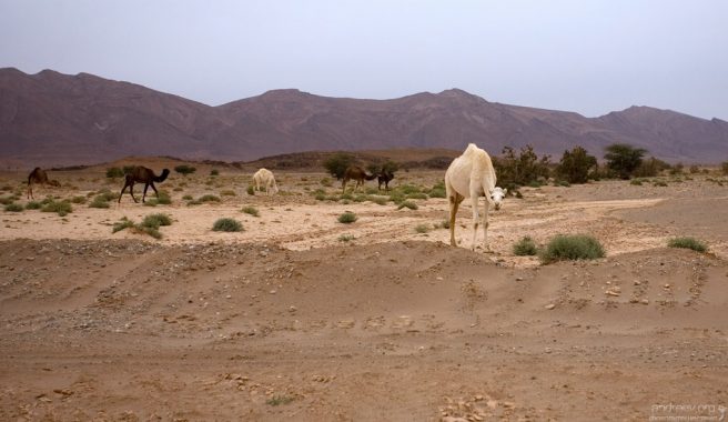 Стадо верблюдов на обочине.