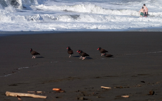 Группа черных устрицеловов на черном пляже Hidden beach.