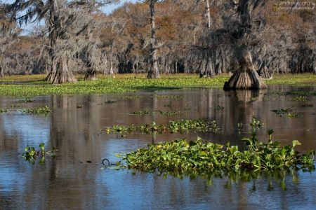 Bald Cypress сбрасывает все свои листья на зиму, поэтому и прозвано “лысым” (bald).