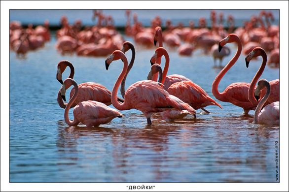 Phoenicopterus ruber выстроились в виде целого ряда двоек.