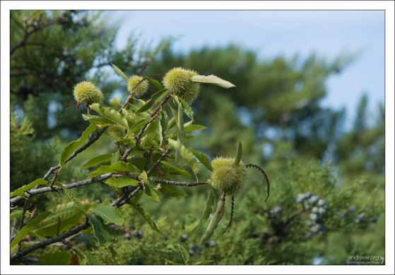 Плоды американского каштана (Castanea dentata). Quinta da Regaleira.