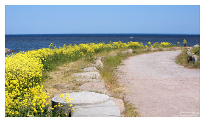 Заросли сурепки по берегу Финского залива.