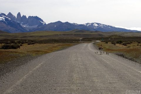 Страусиха-нанду со страусятками бежит по парковой дороге.