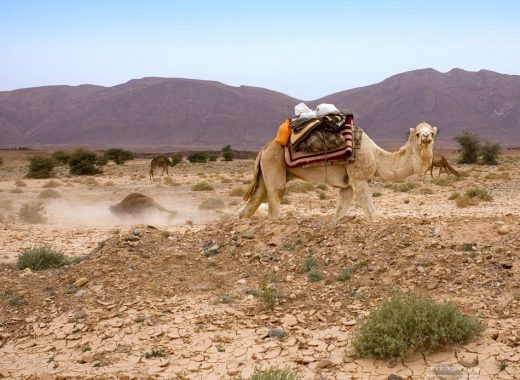 Верблюды принимают пыльевые ванны.