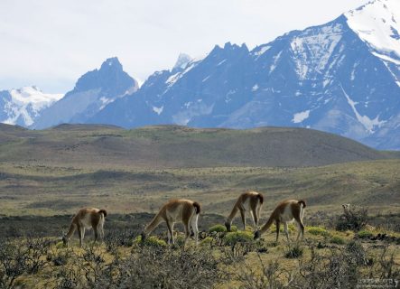 Гуанако - южноамериканские верблюды.
