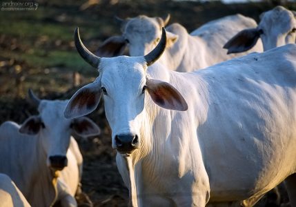 Костариканский вид коров Brahman cow со смешными ушами.