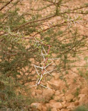 Шипы акации.