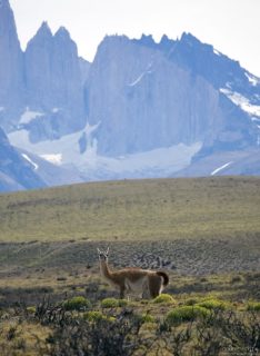 Самец гуанако на фоне Торрес-дель-Пайне.