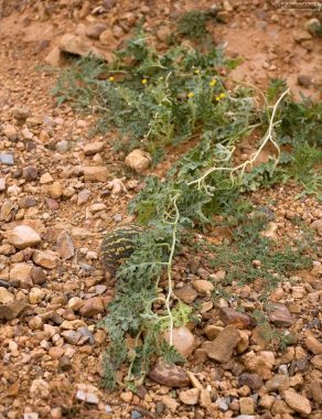 Дикий арбуз.