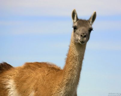 Любопытный гуанако, ушки на макушке.