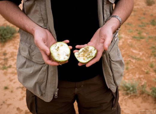 Неспелый дикий арбуз.