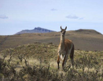 Гуанако обитают на открытых местах, поэтому всегда настороже.
