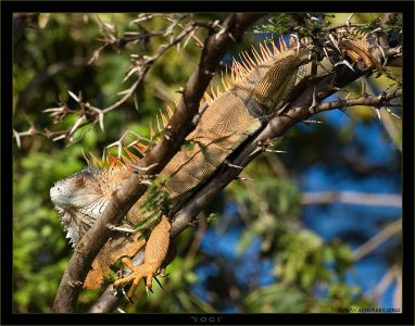 "Йог " Любимец Рабиндраната Тагора :) Самец сухопутной игуаны спокойно разлегся на колючках муравьиной акации. Обычно игуаны окрашиваются в яркий цвет во время брачного сезона, но могут оставаться в таком виде и круглый год, чтобы показать свою важность не только перед другими игуанами, а и перед собаками, кошками, и даже человеком, присутствующими на территории игуаны.