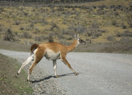 Гуанако перебегает дорогу перед машиной.