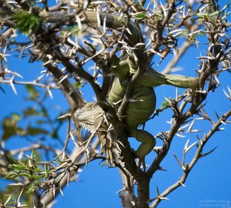 Самка игуаны на колючках муравьиной акации.
