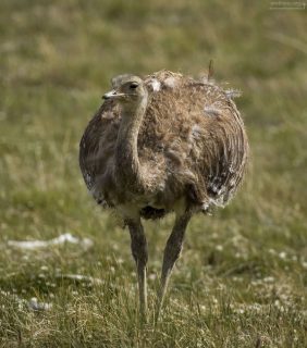 Южноамериканский страус нанду или реа (Darwin's Rhea).