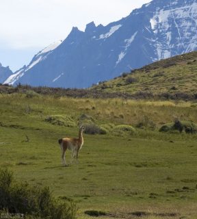 Гуанако на высокогорном пастбище.