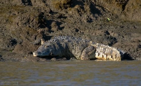 Крокодилий пахан с жутким прикусом. Берег реки Rio de los Crocodiles.