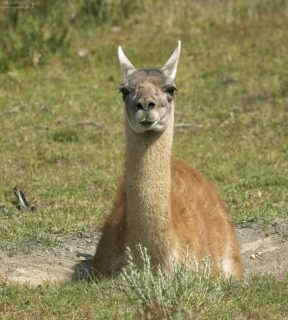Мощный самец гуанако. Фотография на паспорт.