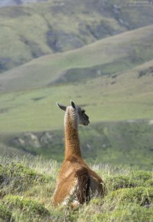 Гуанако бдит даже на отдыхе.