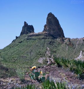 Маленький грушевидный кактус на обрыве напротив скалы "Ослиные уши".
