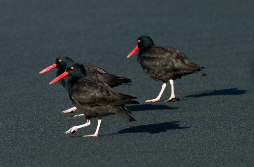 Вот шагает дружно в ряд пионерский наш отряд! Черные устрицеловы