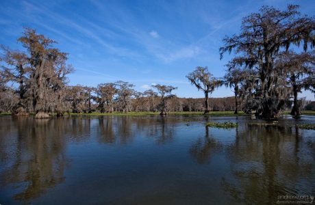 Лысые кипарисы на озере Каддо.