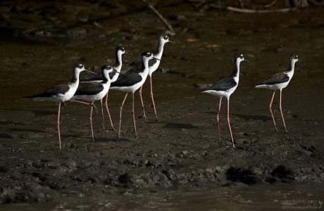 Группа Ходулочников (Himantopus himantopus) на берегу Крокодильей реки.