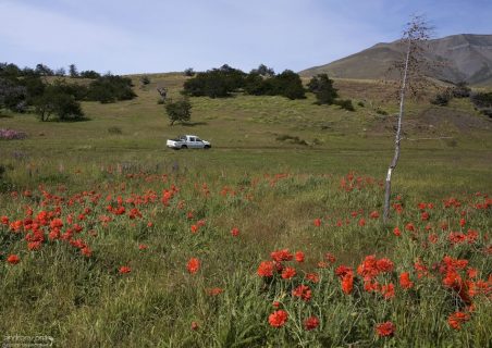 Весенние цветы в парке. Национальный парк Torres del Paine.