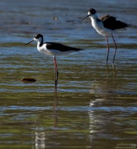 Ходулочники (Himantopus himantopus) караулят добычу.