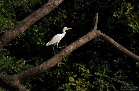 Белая цапля, обходящая свои владения. Птичий остров (Isla de Los Pajaros).