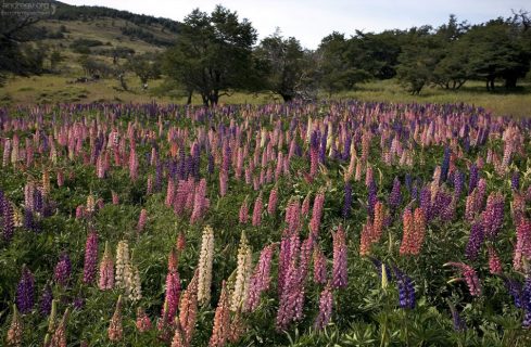 Разноцветные люпины.