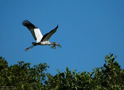 Древесный аист (Wood stork) потащил веточку в свое гнездо на Птичьем острове. Национальный парк Palo Verde.