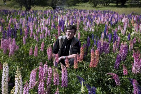 Илья в зарослях люпинов.