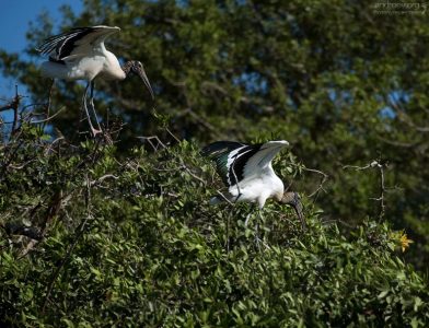 Древесный аист заигрывает с аистихой на Птичьем острове.