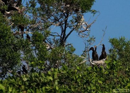 Подросшие птенцы бакланов в гнезде. Птичий остров (Isla de Los Pajaros). Национальный парк Palo Verde.