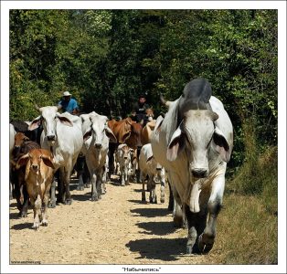 Сабаньерос перегоняют стадо брахманов на другое пастбище. Коровки хоть и травоядные, но стоять на пути у 1500-киллограммового вожака – занятие не для слабонервных. Раскатает и не поморщится.