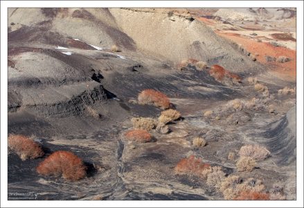В таких условиях выживают только креозотовые кусты, с корневой системой, достигающей 100 метров.