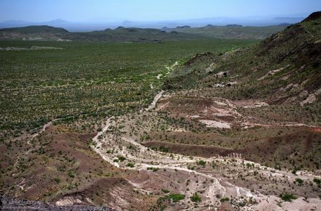 Пустыня Chihuahuan, покрытая креозотовыми кустами.