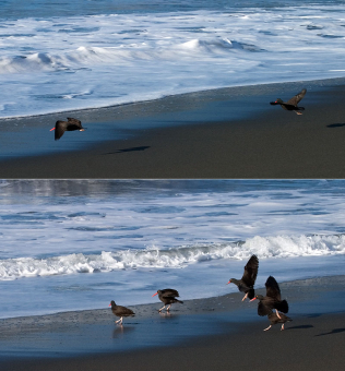 Черные устрицеловы, вылетающие на охоту.