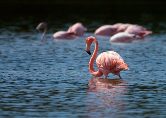 Я ль на свете всех милее...