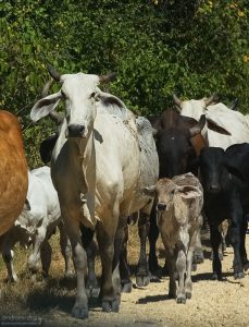 Брахманские коровы с детенышами. Национальный парк Palo Verde.