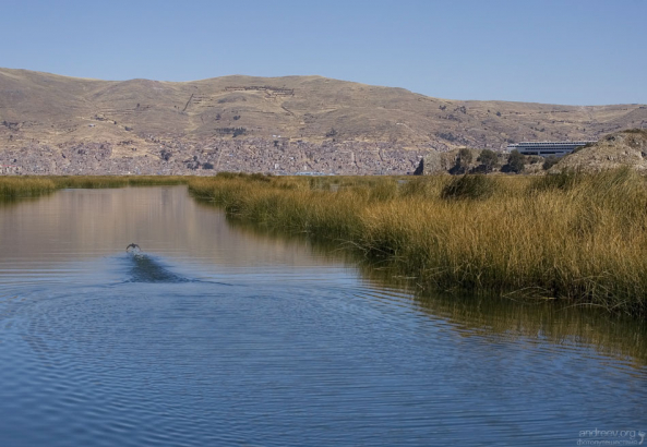 Прорубленный в тростнике канал.